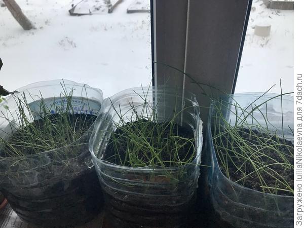 Лук грустит в доме на окошке. Лампы ему уже не хватило🤷♀️