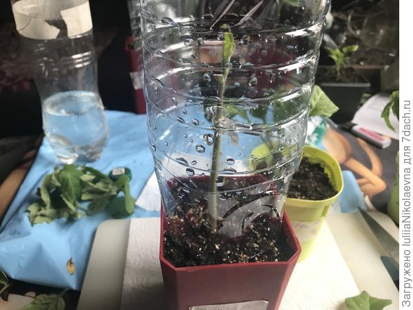 Побрызгала на пациента водичкой, закрыла обрезанной бутылкой