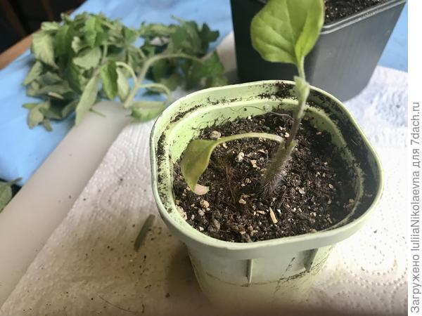 Вот такая прививка получилась