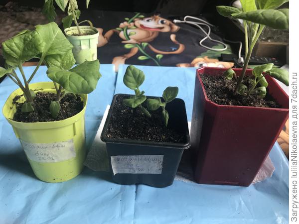 А для подвоя вот такие баклажаны. Брать будем самых отстающих