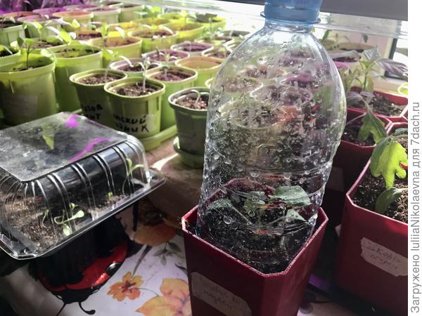 Побрызгали водичкой на пациента, закрыли обрезанной бутылкой и поставили на стол