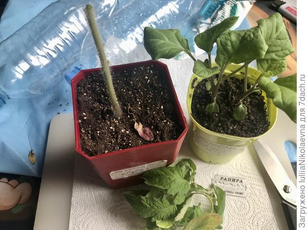 У томата отрезаем вообще всё. Только ствол оставляем