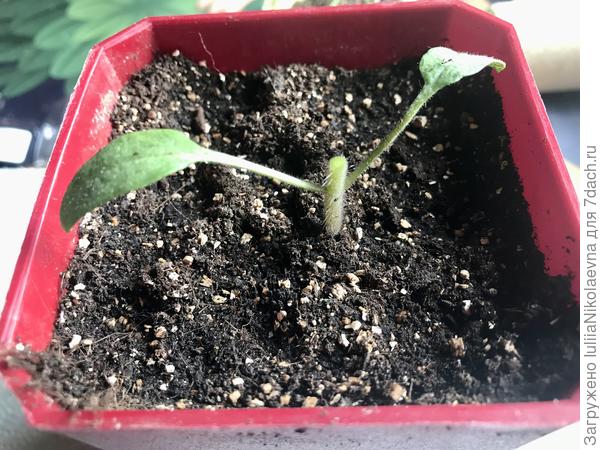 Томату голову долой