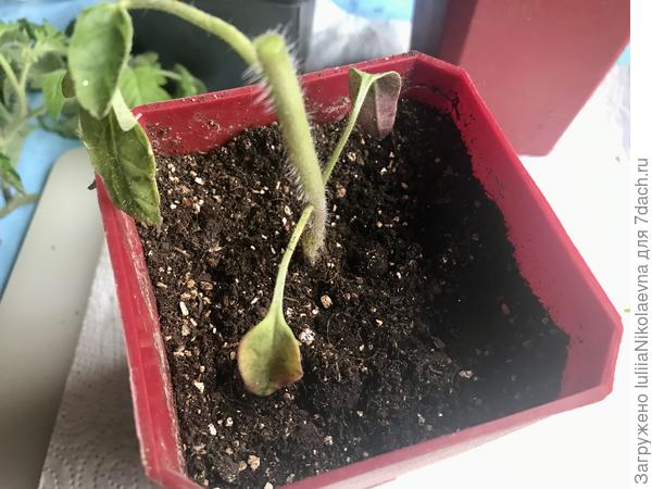 У томата обрезала всё выше первого листа. Чахлый листик решила оставить, так как семядоли не жильцы особо