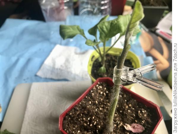 Соединила клипсой