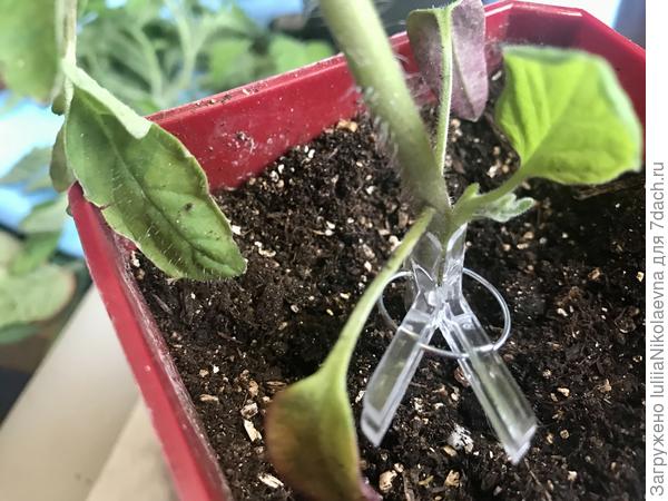 Прижимаем клипсой. Сверху обрезанную бутылку. Отставляем в сторонку