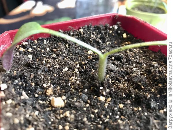 Вот так. Захватывая стволик у самых семядолей