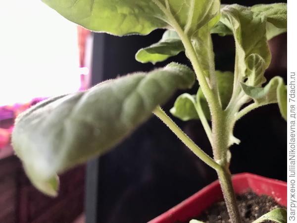 Вот этот вовсе не карлик. Но ствол двойной