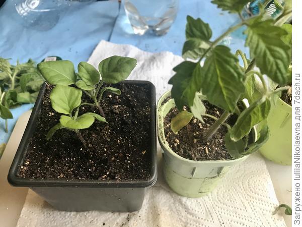 Вот мои «жертвы» приговорённые к прививке