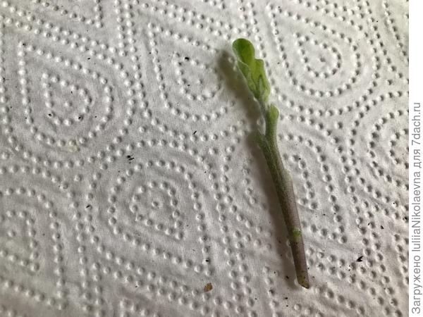 И ему тоже обрезаю все листья, оставляя только верхушечку роста