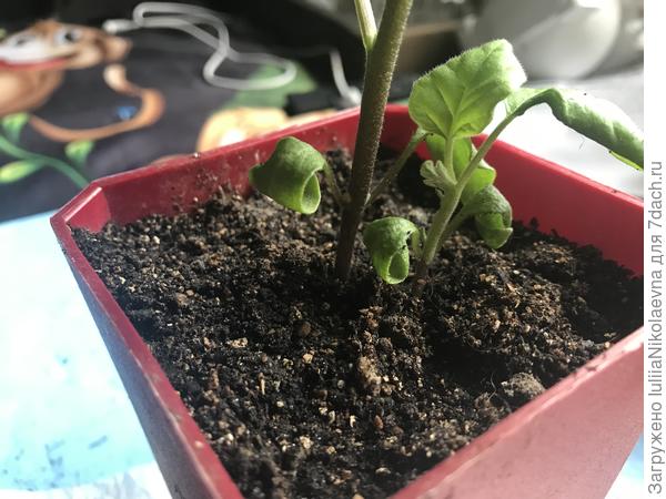 Вот такая кракозябра мелкая😜