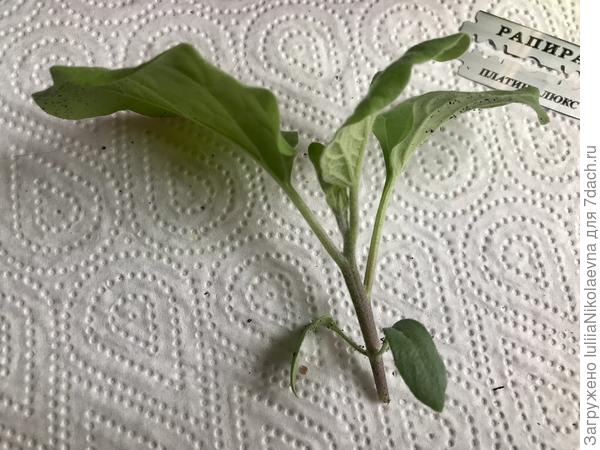 Выбираю самый толстенький баклажан из отстающих