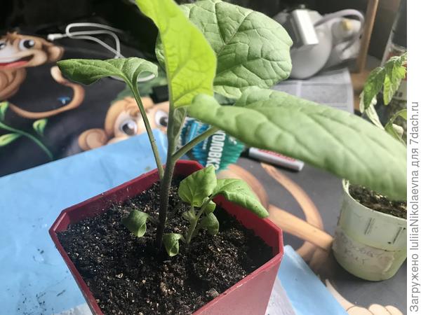 В пару ему самый мелкий баклажан, который растёт в ногах у своего более сильного и умного брата