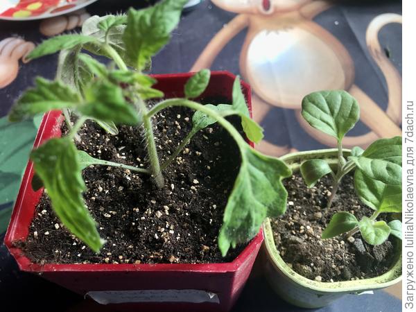 Подопытные