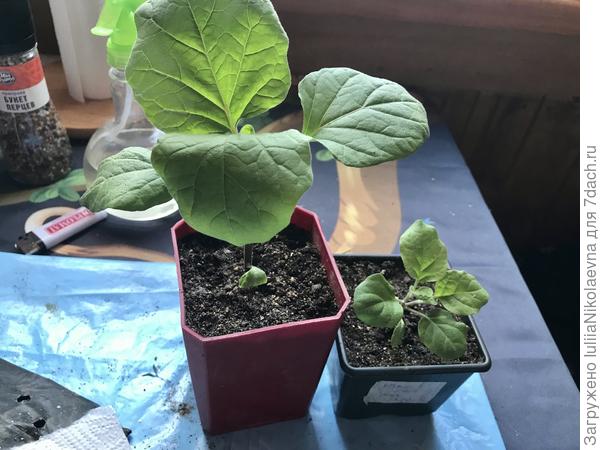 Оба Хозяин Барин. Слева один ствол, справа два