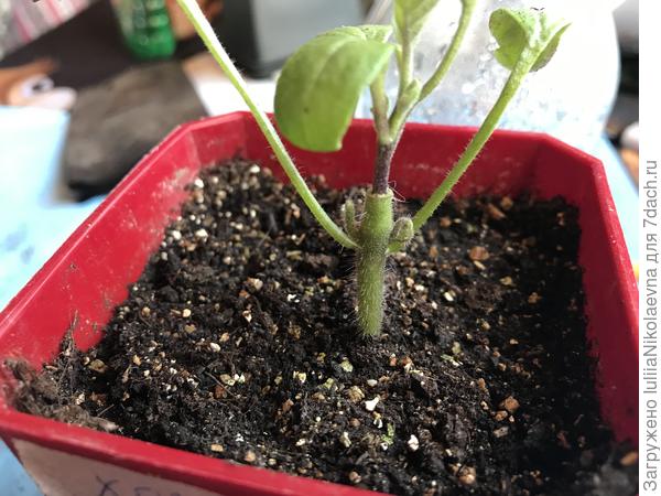 Так он и на томатном корне стал раздваиваться😜