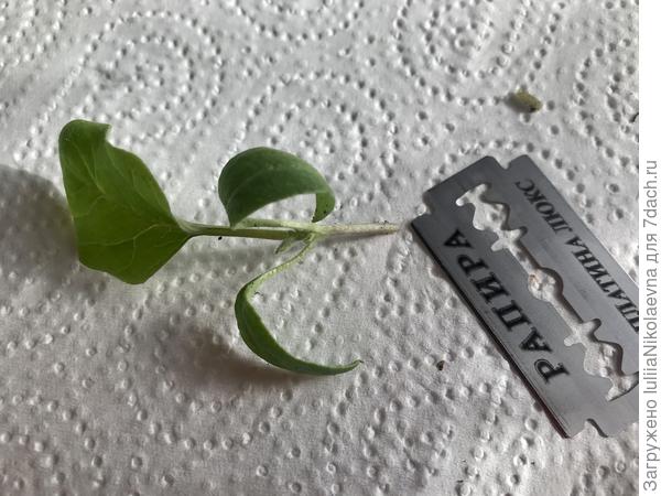 Баклажанчик срезали ножницами, срез подровняли бритвочкой