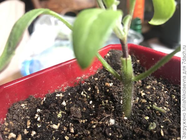 Вот тут видно рассечение ствола томата из которого проглядывает ствол баклажана