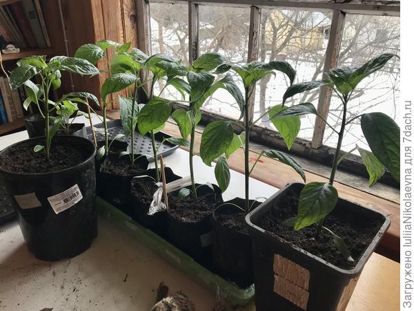 Пальмы закаляются🤷‍♀️