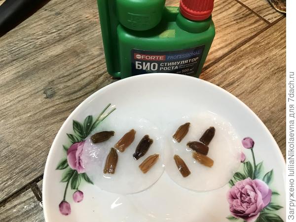Всех вытащила, разложила на ватные диски, залила водой с капелькой стимулятора. Блюдце затянула пленкой и поставила около батареи. Завтра посею их в общую плошку