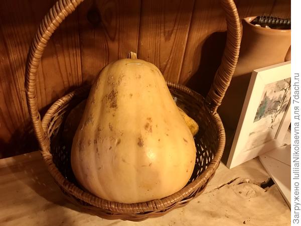 Эта уже второй год лежит в корзине, как элемент декора. Мускатная как раз 🙂