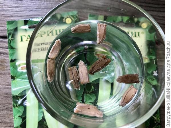 Бросила в стаканчик с водой. Поставила у батареи. Там градусов 30. Вечером переложу на ватные диски со стимулятором. Плавают пока🙂