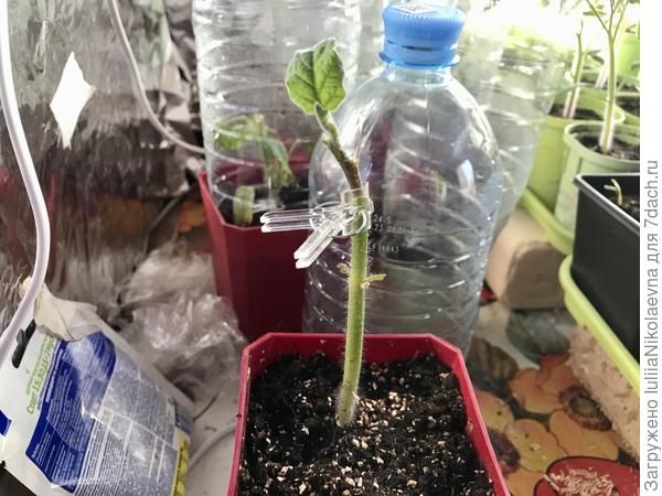 На удивление не умер, но теперь кривой