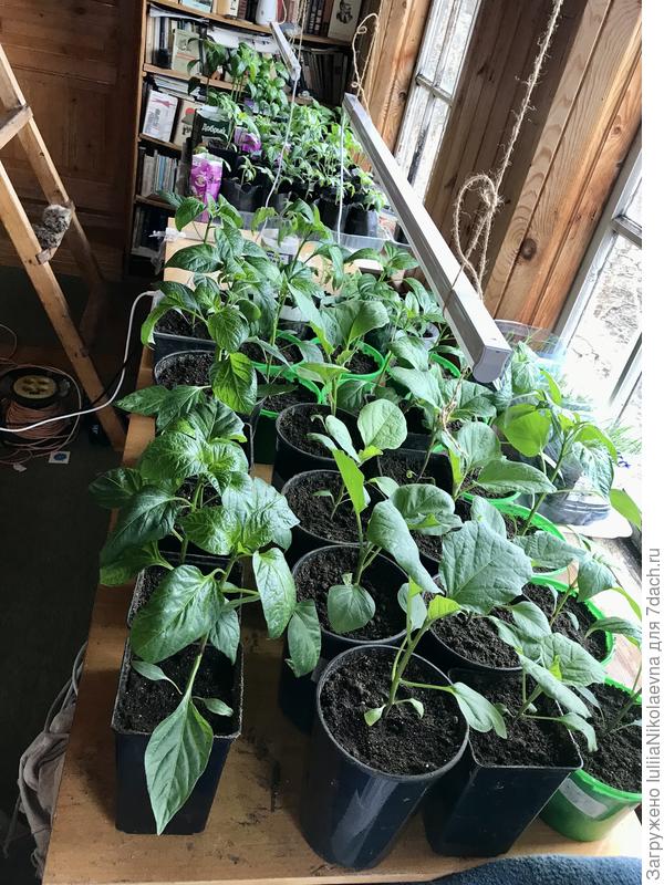 Из-за перцев не хватило нормальной тары томатам. Сижу режу бутылки пластиковые. Бегаю по дому и ищу еда ж ещё томаты пересадить. Даже в пакеты из под кошачьего корма в ход пошли🙈