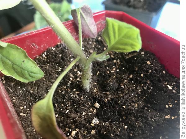 В день прививки