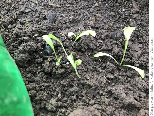 Сняла с него сейчас бутылки. Ну его. Пересеять надо, наверное