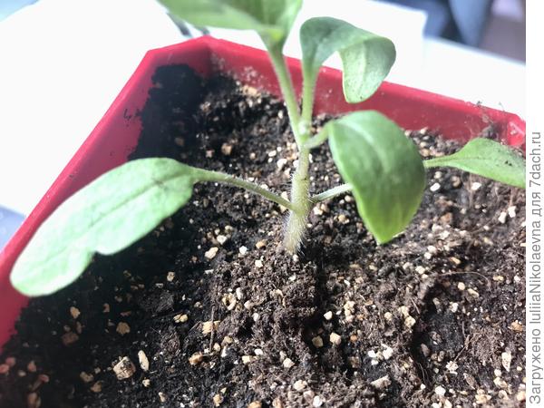 В день прививки первый баклажан