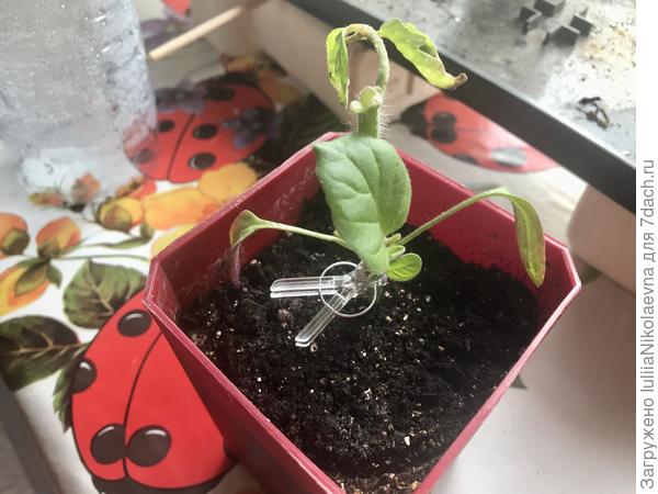 Лист большой отрастил