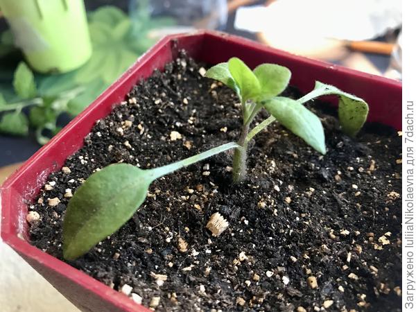 Второй баклажан