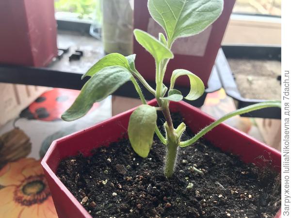 Этот уколом выше семядолей томата. Дал воздушные корни. Всё? Выбросить?