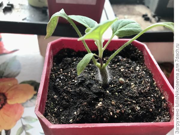 Вот этот был привит в V-образный вырез между семядолей томата