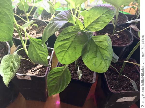 Джемени. Посеян 5 марта. Сейчас в двухлитровом горшке.