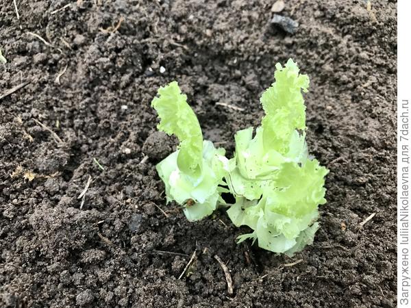 Четыре! Высаживаем в теплицу прямо в горшочке