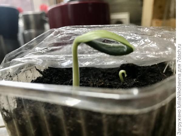 Во как за день голову подняла🙂