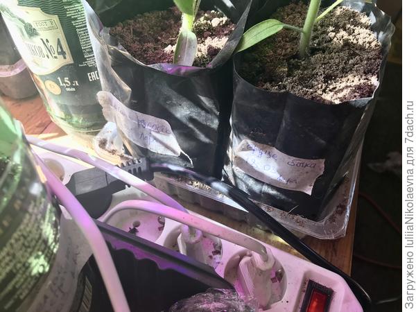 В плошку из под фарша встало два литровых пакета с томатами