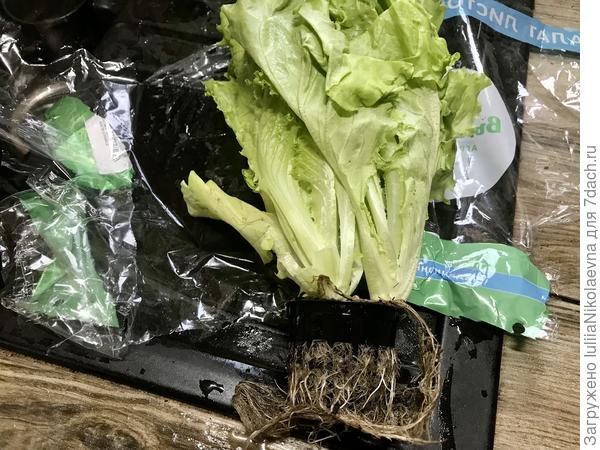 Раз! Салат в стаканчике. Корней целая борода