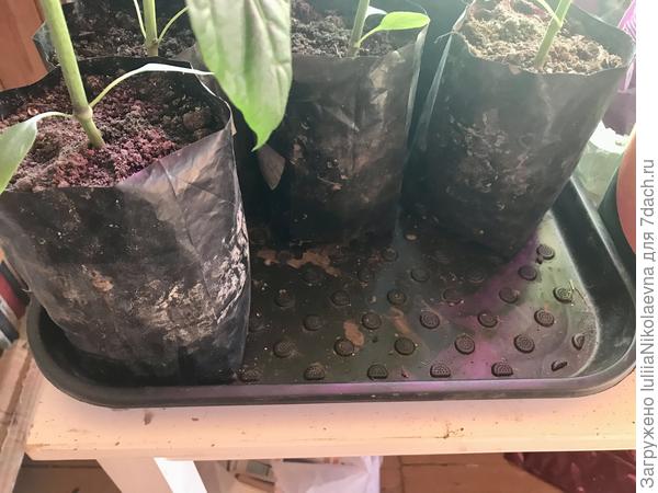 Это резиновый поддон для обуви. В него встаёт 18 литровых рассадных пакета. У меня таких два.