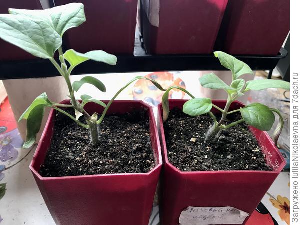 Баклажан привит на томат 26 марта. Стоят уже без «тепличек»