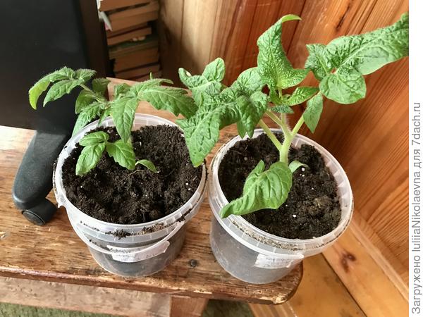 Пурпурное сердце и Картофельная гадюка. Посев 18 марта.