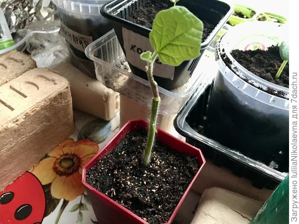 Прививка копулировкой