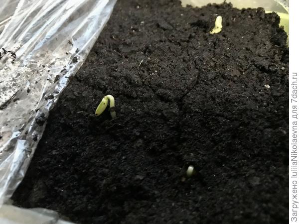 Шуга Беби - кандидат на прививку. Взошёл на четвертые сутки от замачивания