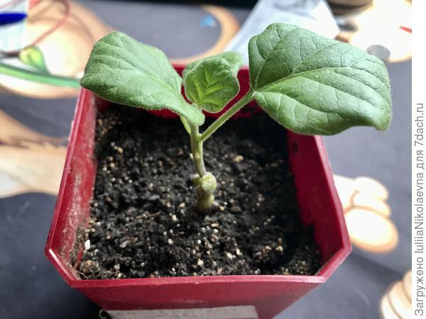 Он же сегодня. Томат выше прививки обрезан