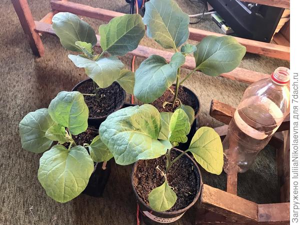 Посеяны 28 февраля. Сейчас они в горшках 2л и 3л. На заднем плане Бомбовозы. С самых первых дней ведут себя лучше других, не вредничают и не капризничают