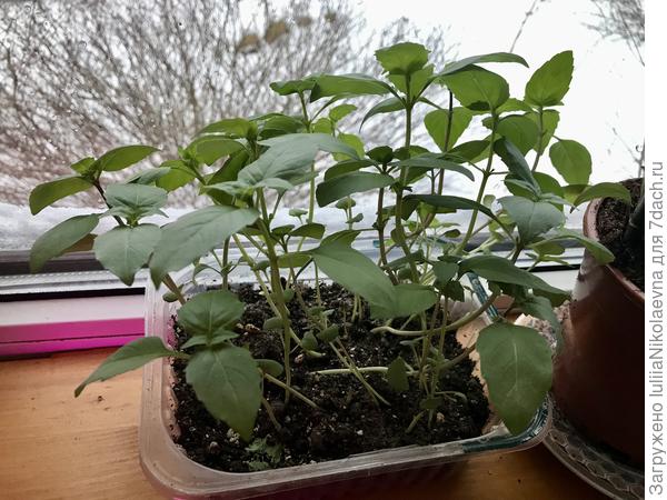 Это тайский