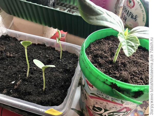 Лагенария, как на дрожжах прёт. Взошла 13 апреля, арбуз 17 апреля