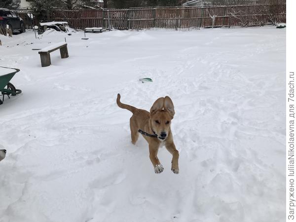 Щен радуется снегу